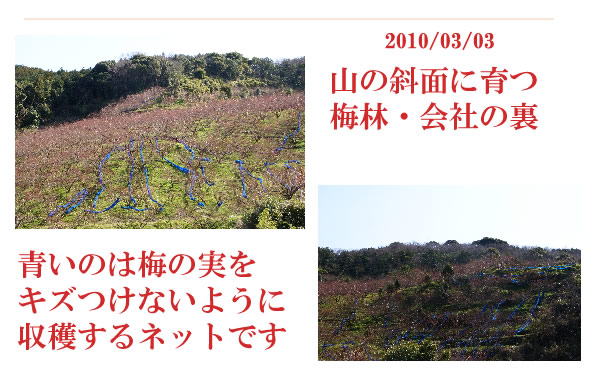 梅畑情報